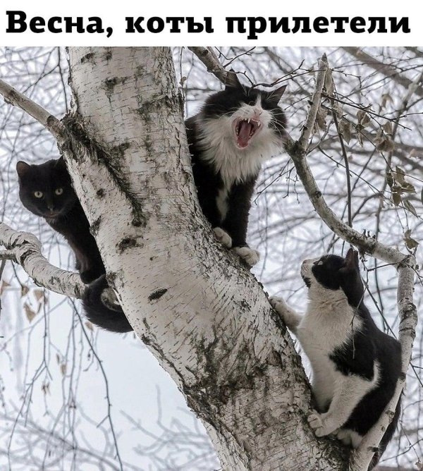 коты прилетели