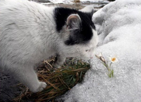 весенние коты