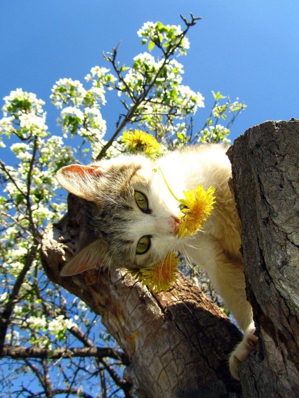 весенние котики