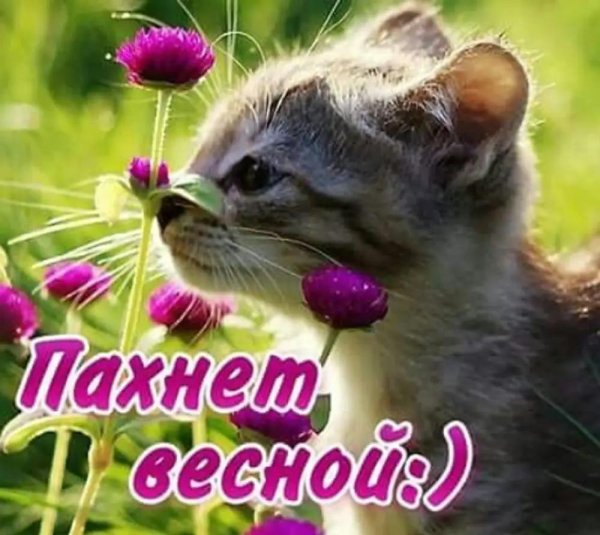 котенок в цветах