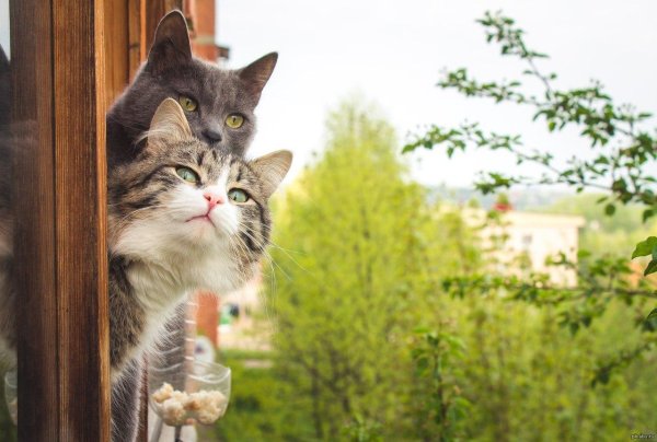 кошка на окошке