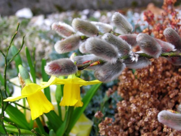 верба цветет