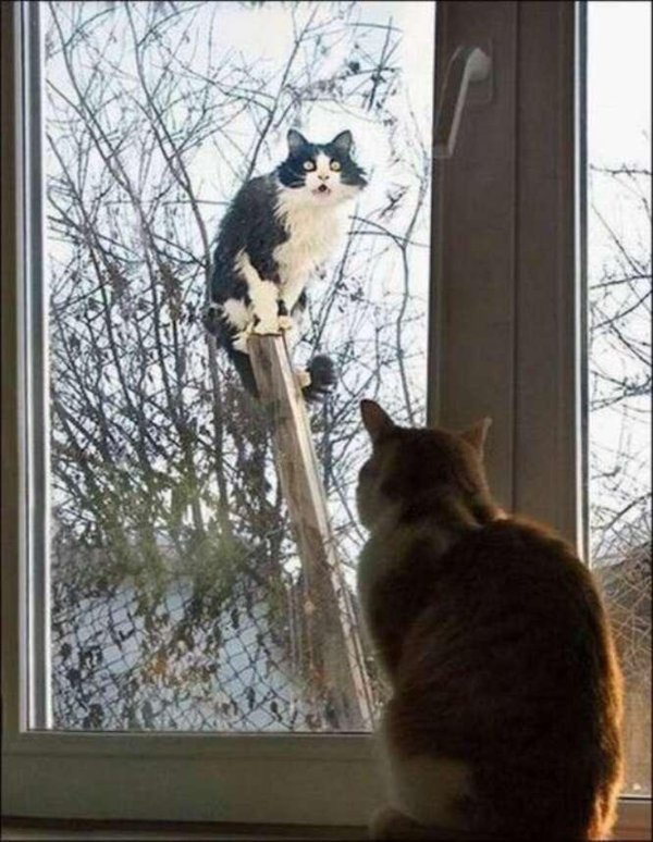 кошка на подоконнике