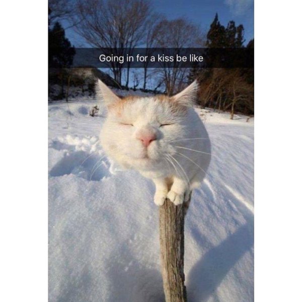 зимние коты