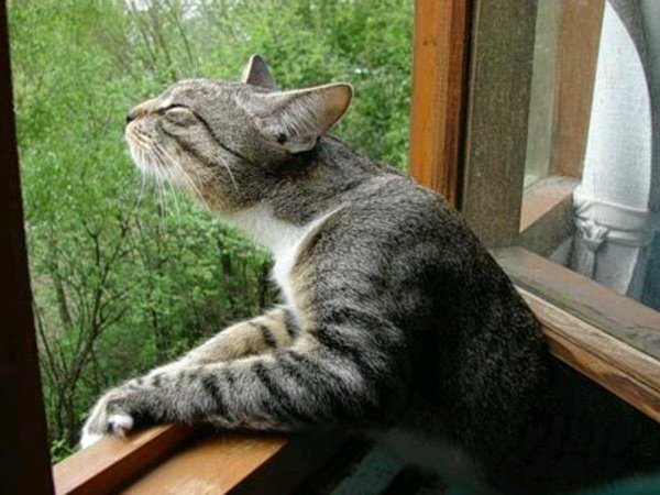 европейская короткошерстная кошка