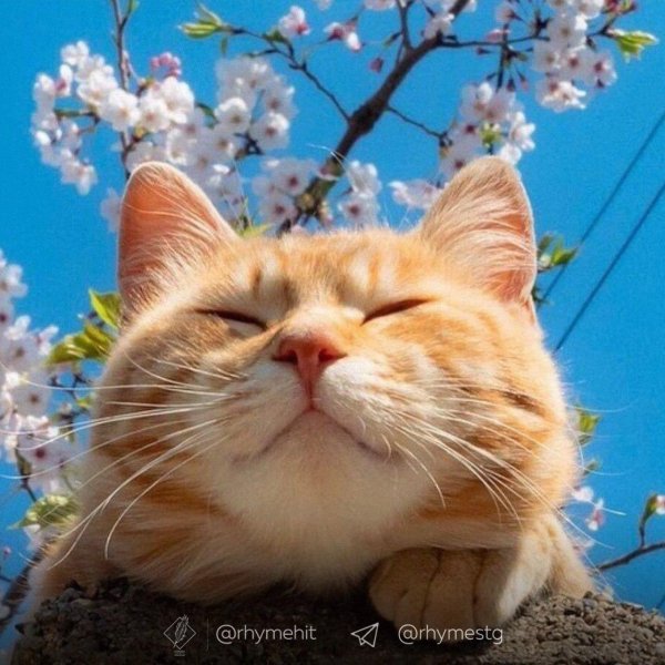 весенние котики