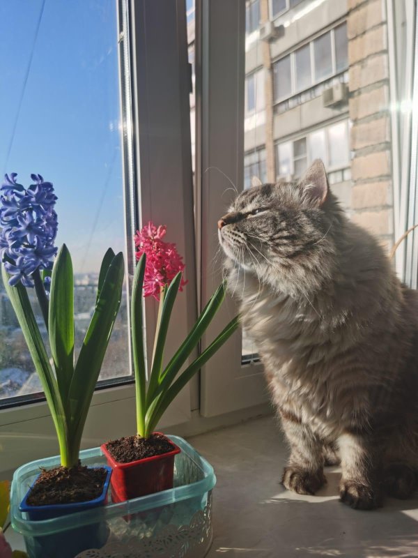 сибирская кошка