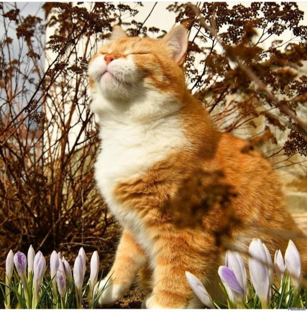 весенние котики