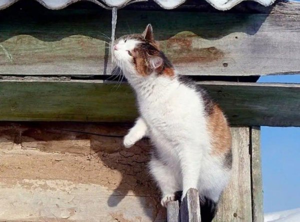 деревенские коты