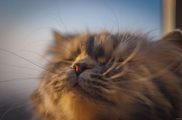 усы кошачьи