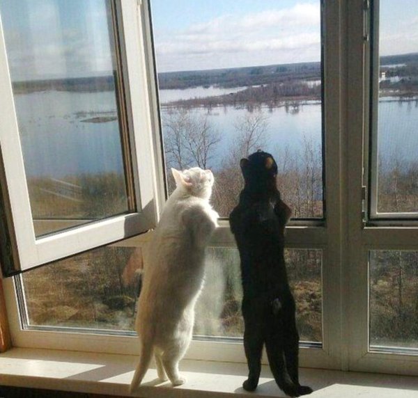 кошка на окне