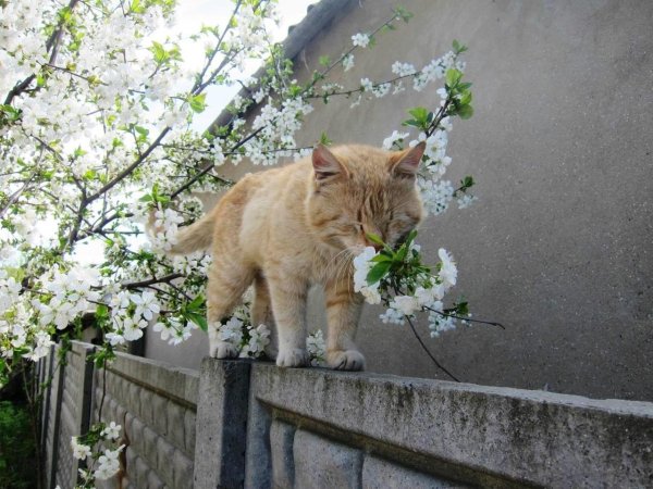 весенние котики