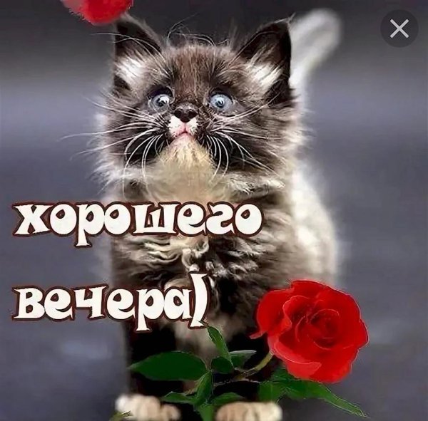 очаровательные котята