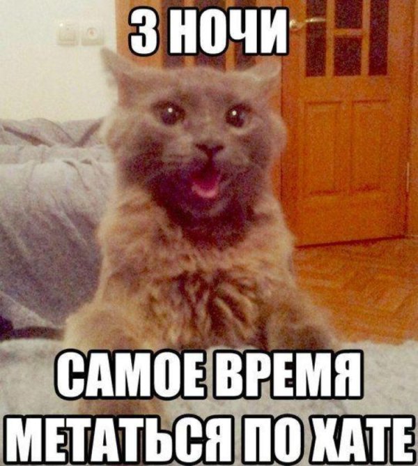 коты мемы