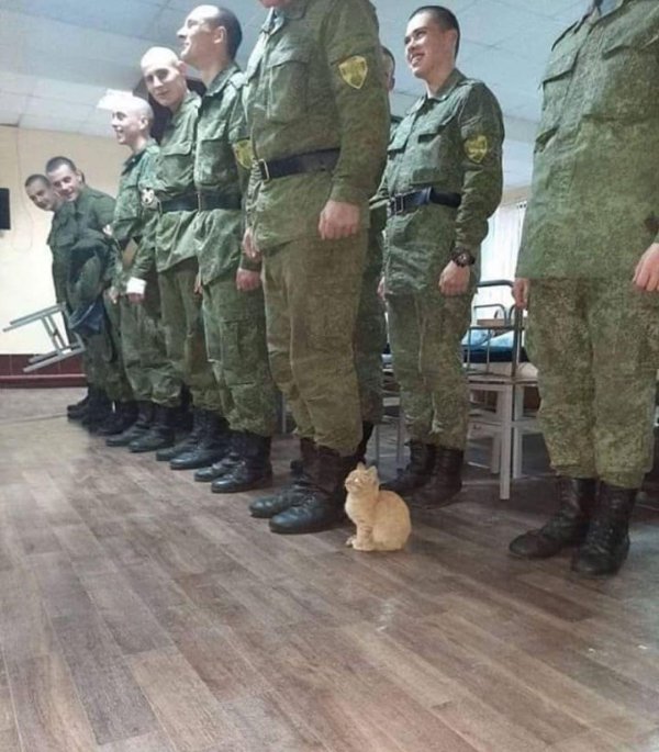 солдат с котом