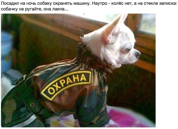 собака в форме