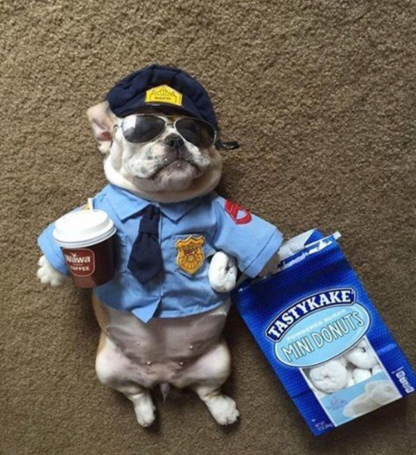 чихуахуа полицейский