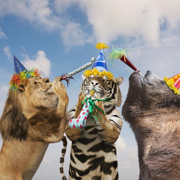 с днем тигра