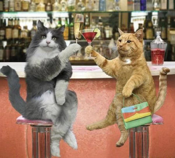 кот с выпивкой