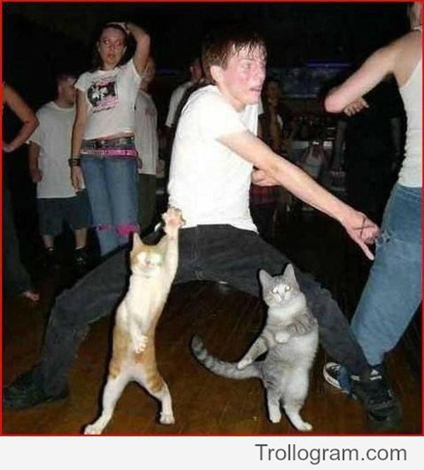 танцующие коты