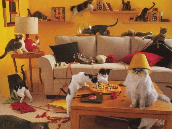 котокафе котиссимо