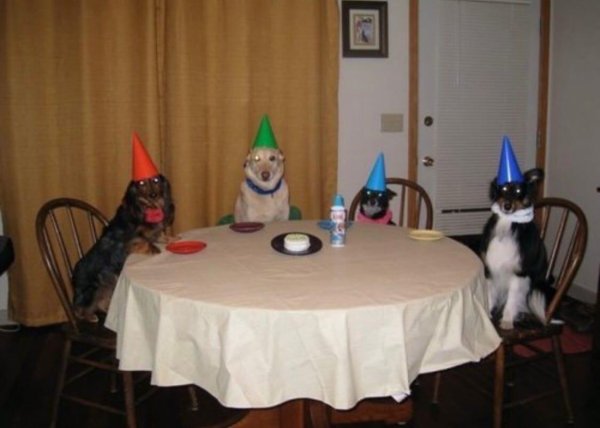 собака день рождения