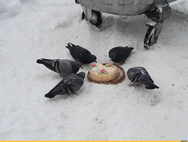 сизый голубь городской