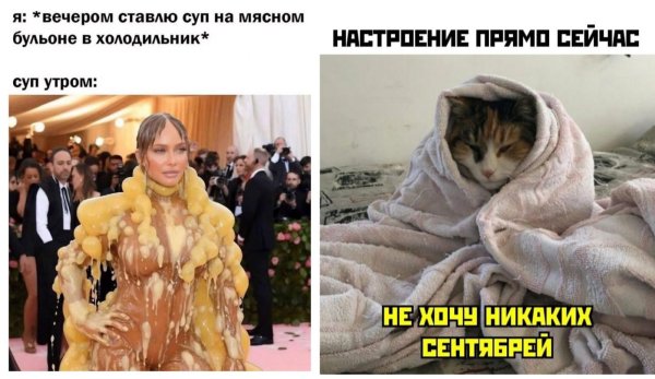 кот в одеяле