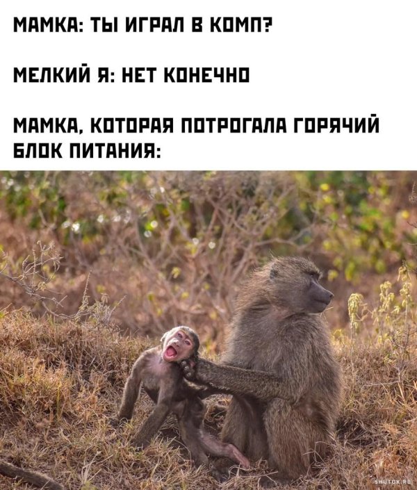 павиан бабуин