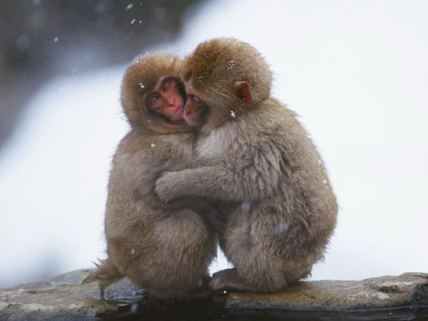 японские макаки