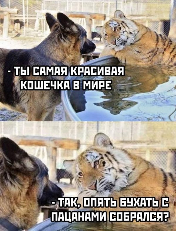 тигр мем