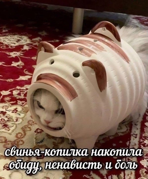 копилка свинья