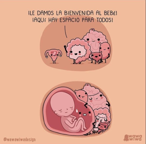 внутренние органы при беременности