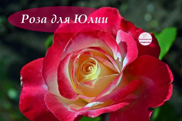 роза флорибунда брера