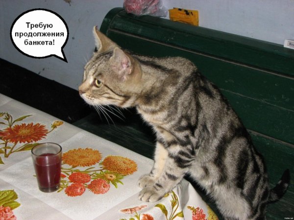 котик хочет кушать