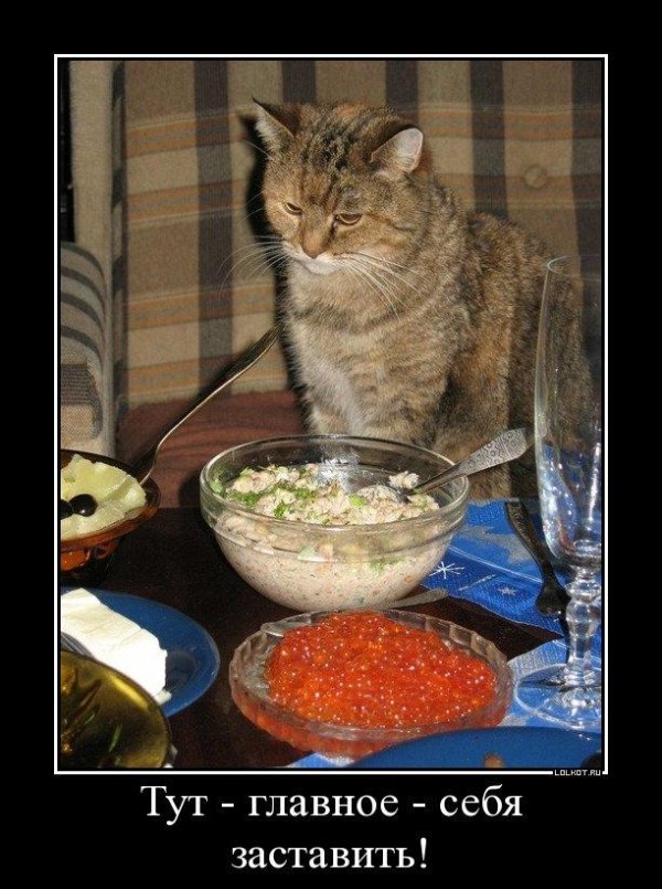 коты юмор