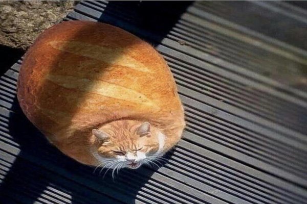 loaf cat