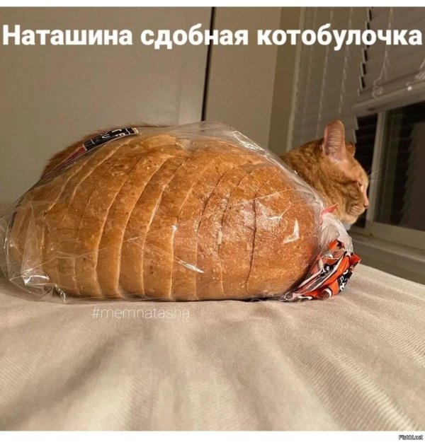 кошка булочка