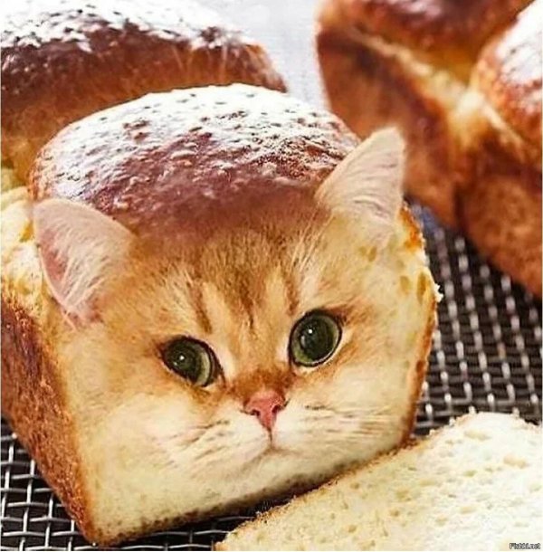кошка булочка