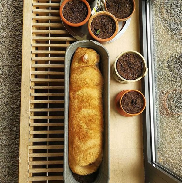 кот багет