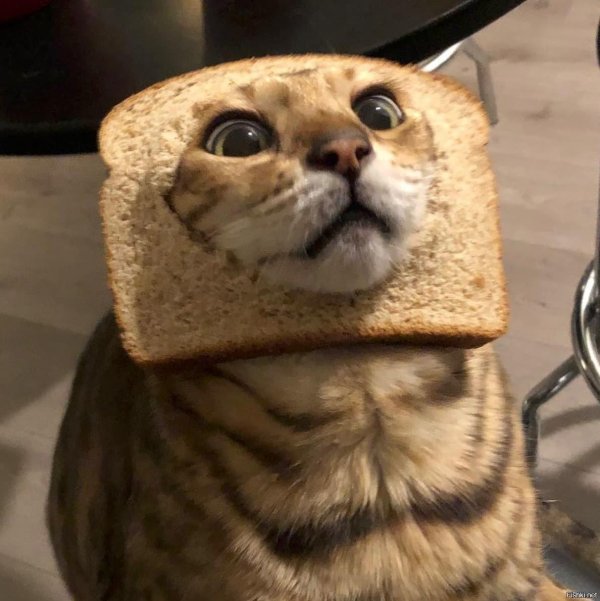 котик в хлебе