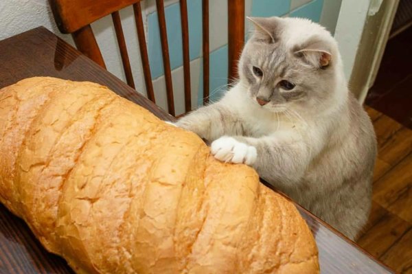 кошка булочка