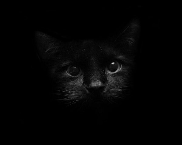 котики черные