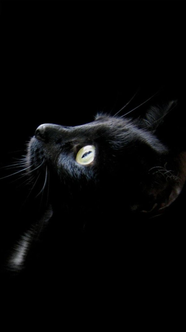 черные коты