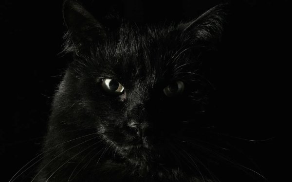 красивые черные коты