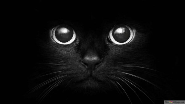 морда черного кота