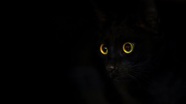черная кошка
