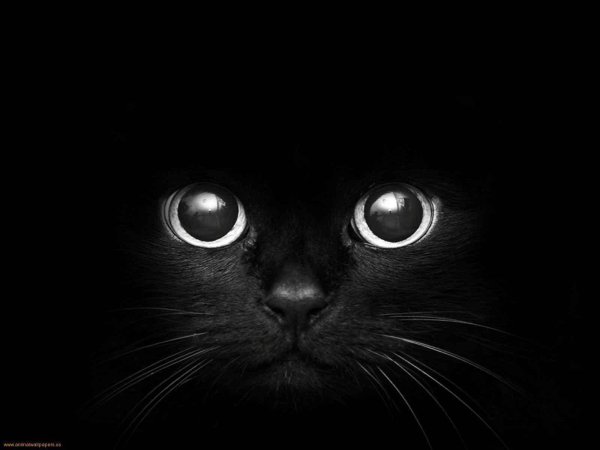 котики черные
