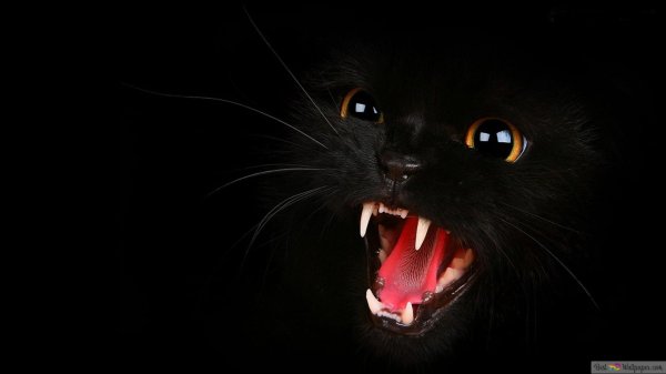 злая кошка