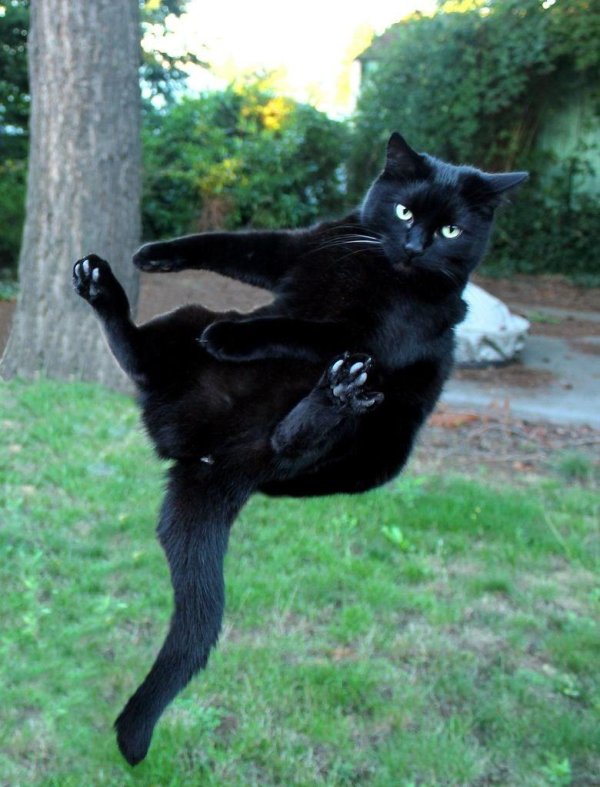 чëрная кошка